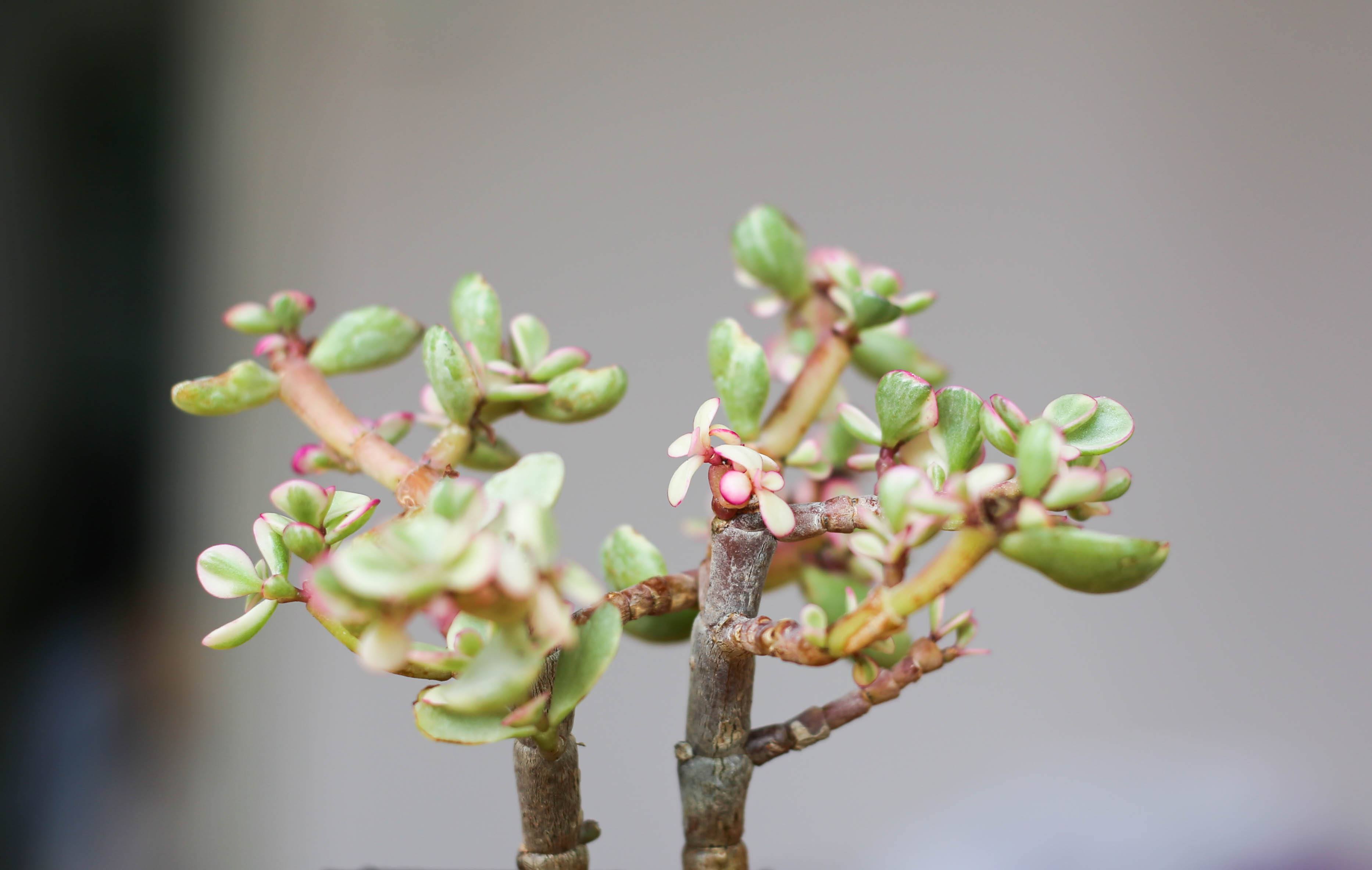 p>雅乐之舞 i>pailulacaria afra/i var.