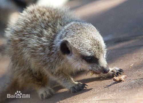海岛猫鼬