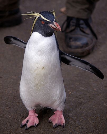  p>黄眉企鹅(学名: i>eudyptes pachyrhynchus /i>)在头上或眼睛旁都