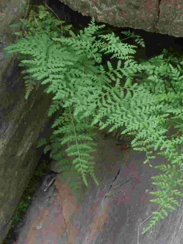  p>宝兴耳蕨( polystichum baoxingense ching et h. s.