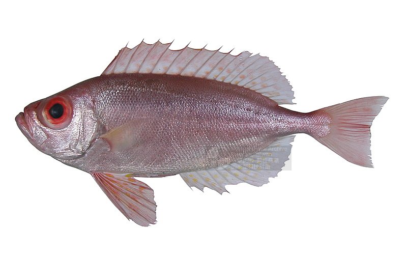  p>大眼犀孔鲷(学名: a href="#">poromitra megalops /a>)为孔头鲷科