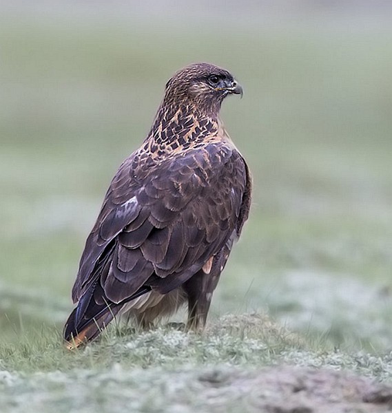  p>大鵟(学名: i>buteo hemilasius /i>)为鹰科鵟属的 a target="