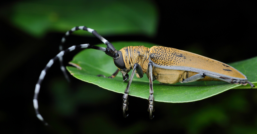 黑胫宽花天牛