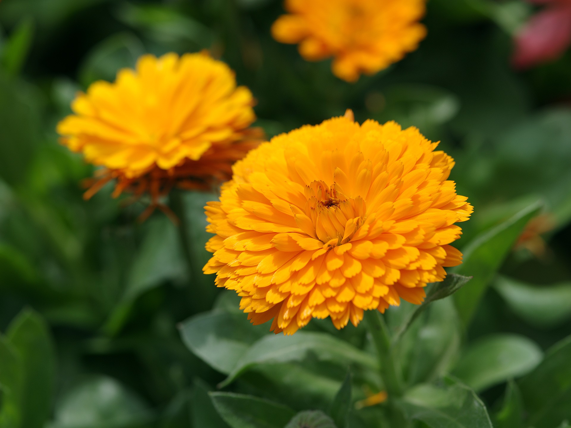calendula officinalis