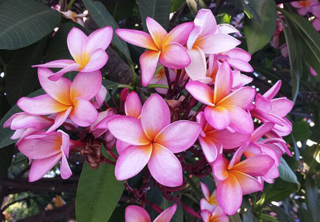  p>鸡蛋花属(学名: i>plumeria /i> l.