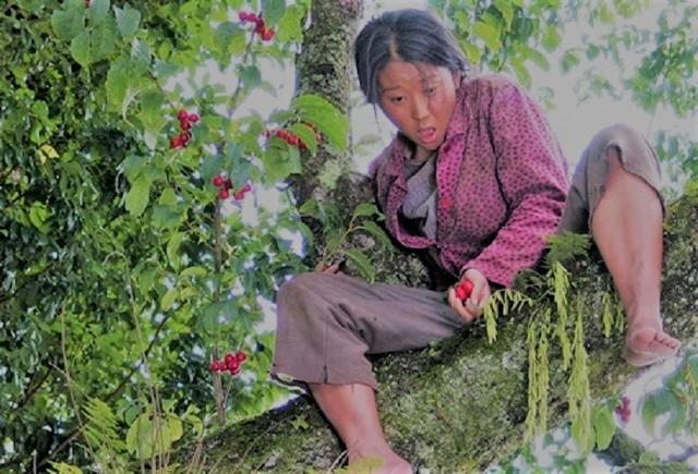  p data-id="tvp7hdicy53k">樱桃,是2008年张加贝指导电影《樱桃》中