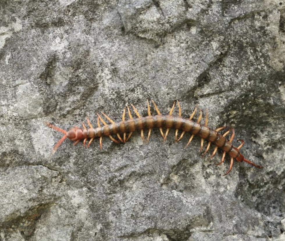  p>多棘蜈蚣是指一种蜈蚣科动物.