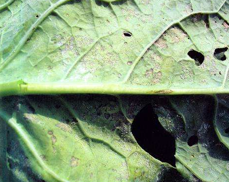 花椰菜霜霉病