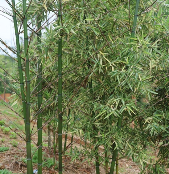 黄纹早竹_百度百科