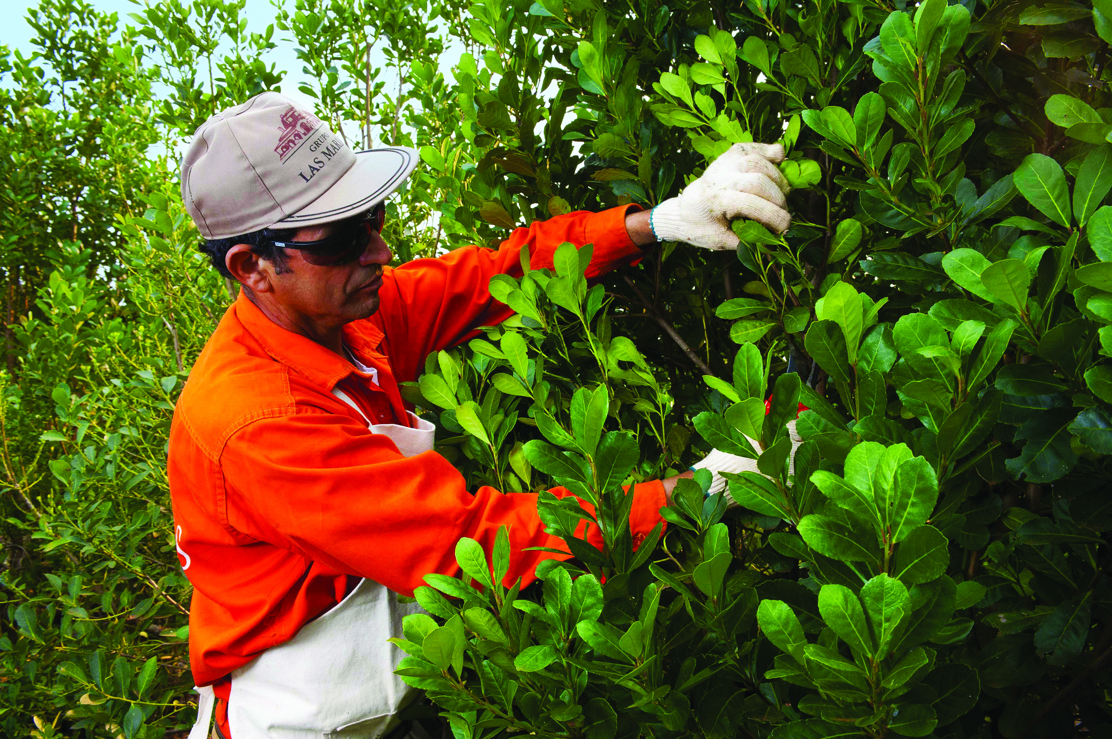 taragui 中文品牌名:塔拉吉