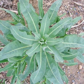  p data-id="gnstpkzt17">板蓝根是多种植物的别称,如马蓝属植物板蓝