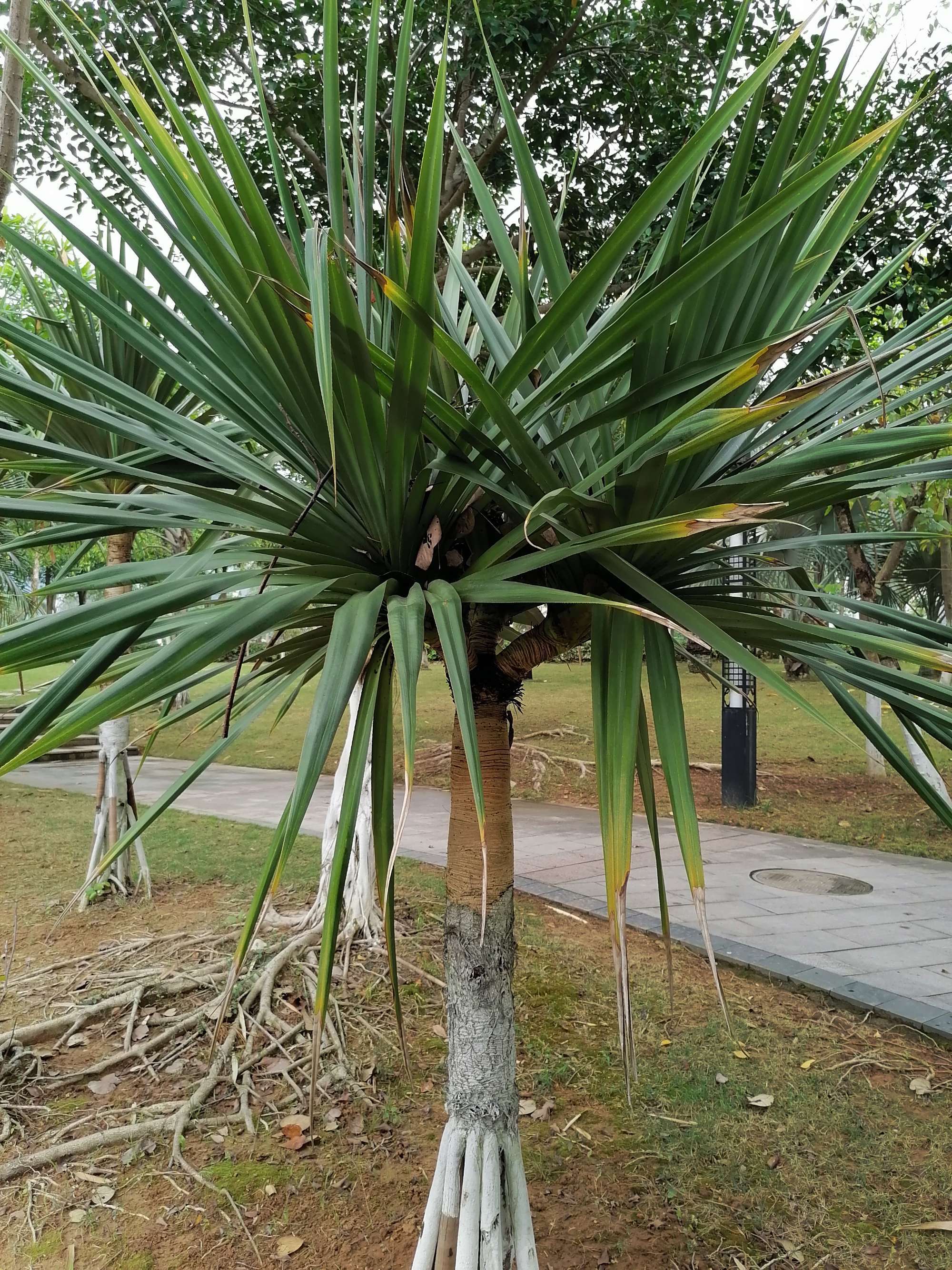  p data-id="ta0fzpnrmlsv">露兜树( i>pandanus tectorius /i>