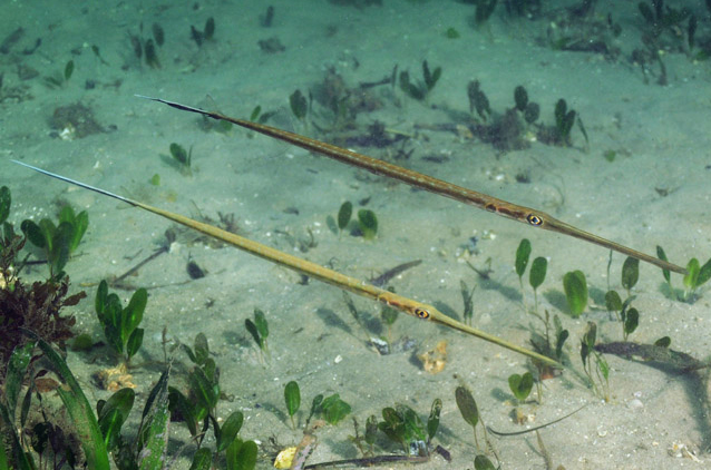  p>鳞烟管鱼(学名: i>fistularia petimba /i>)是烟管鱼科,烟管鱼属的