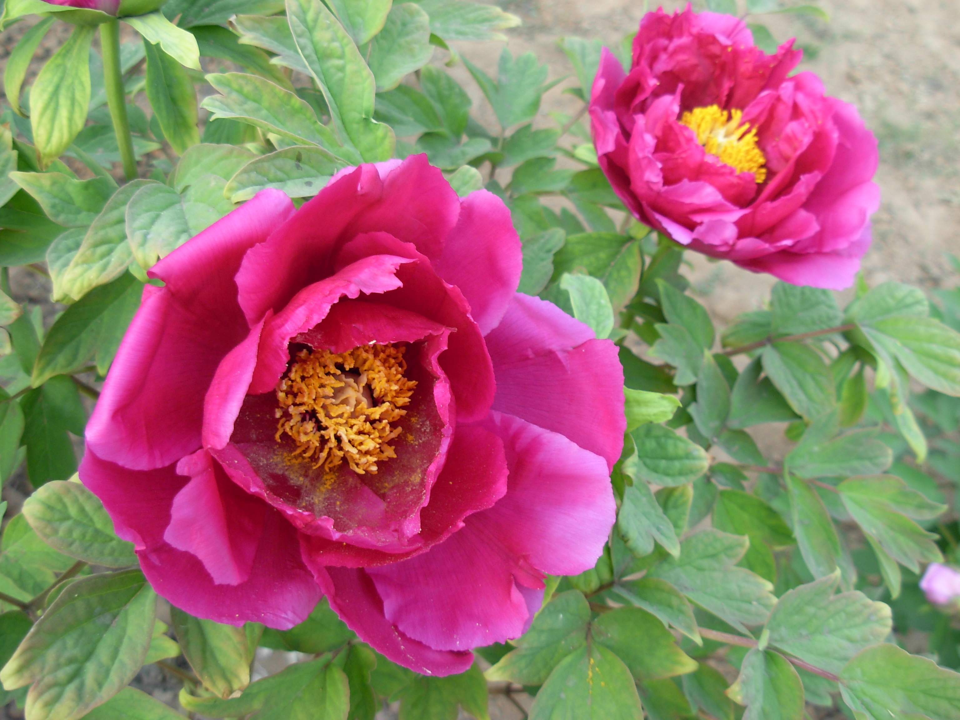  p data-id="tbgexc0k1jot">红盘献玉,牡丹花品种,单瓣型.
