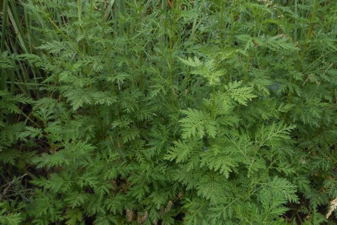  p>黑蒿(学名:artemisia palustris linn.)是菊科蒿属一年生草本植物.