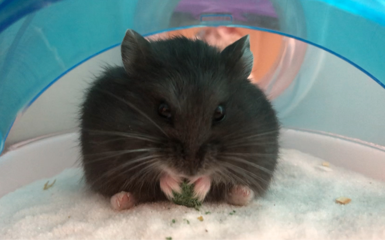 id="gnbi6b1mps">仓鼠的一种,因其形态和毛色与黑熊相似,故称黑熊仓鼠