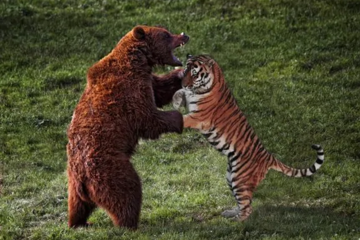 老虎战棕熊