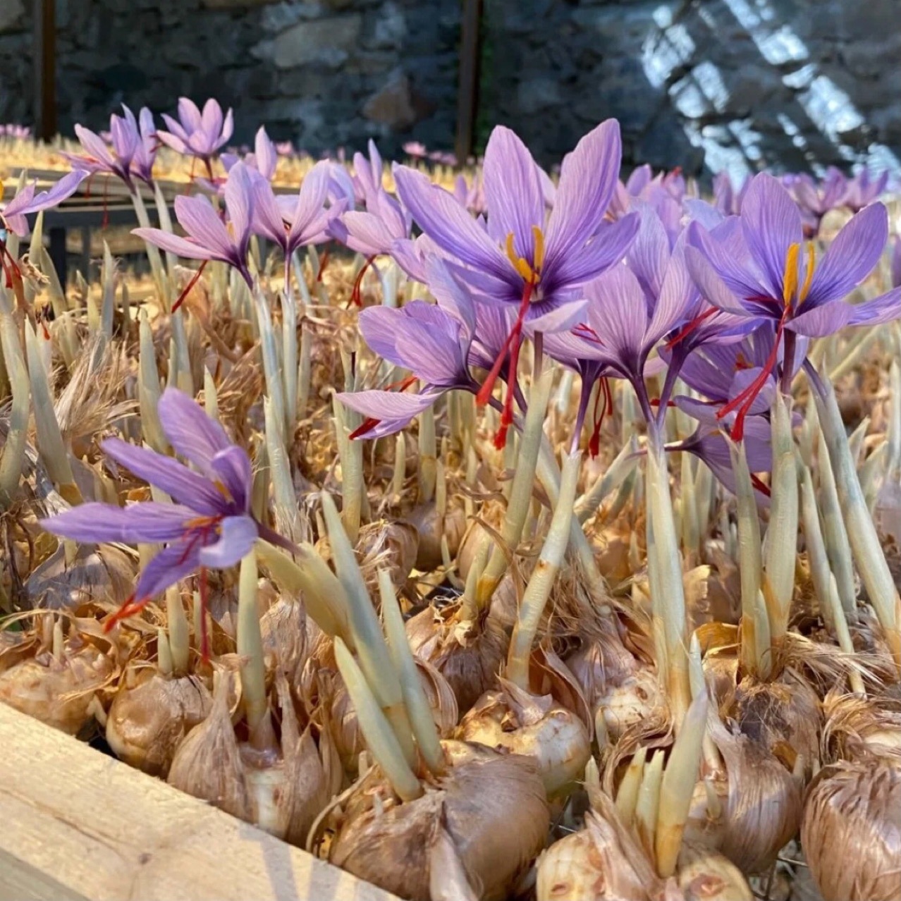  p data-id="txtpjl0wa3ey">番红花( i>crocus sativus /i> l.