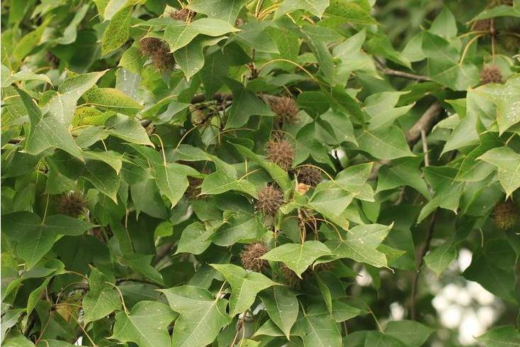  p>枫香树(学名: i>liquidambar formosana  /i>