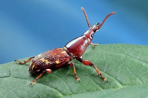  p>宽喙锥象是一种 a target="_blank" href="/item/象甲科/5870871"