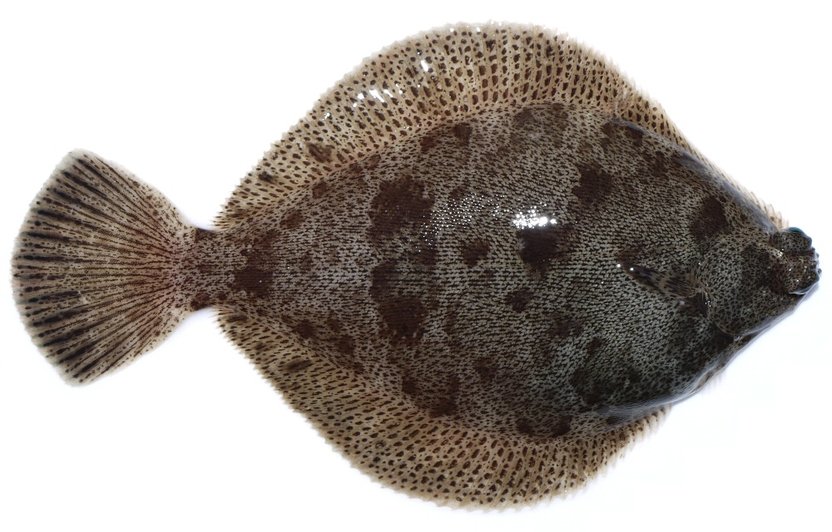  p>角木叶鲽(学名: i>pleuronichthys cornutus /i>)是鲽科,木叶鲽属