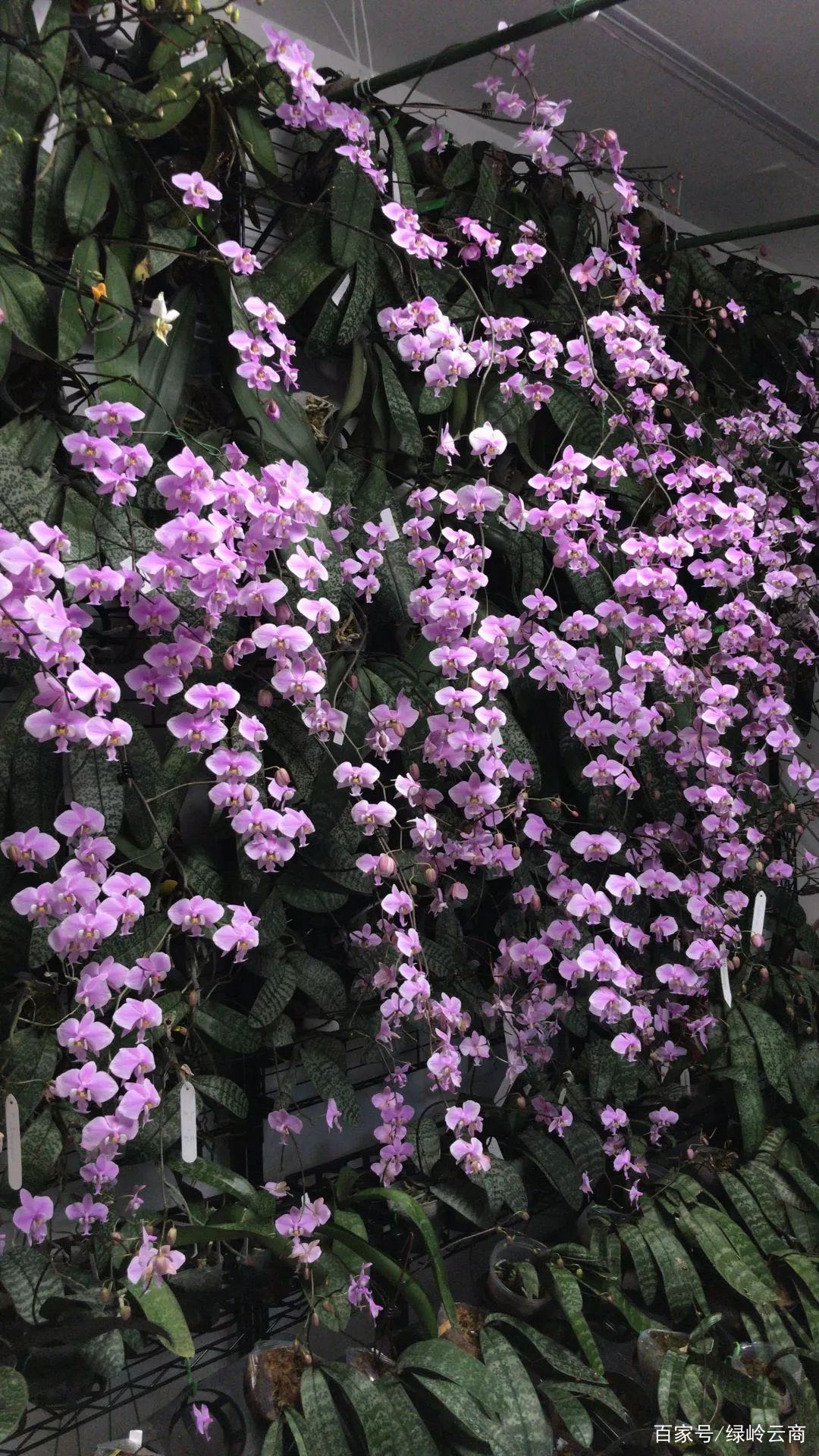 这6种 瀑布型 花卉 快来康康吧 百科ta说