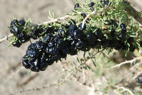 黑果枸杞( i>lycium ruthenicum /i> murray),是茄科枸杞属的灌木植物