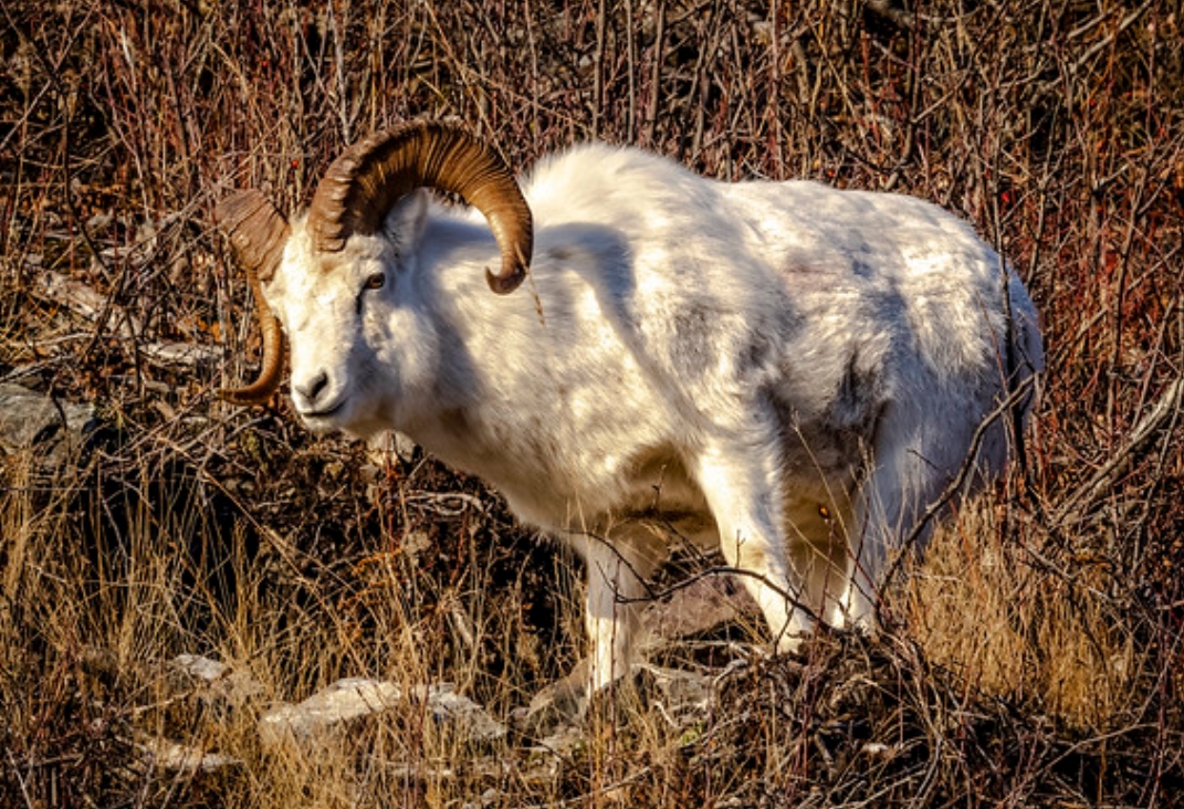  p>戴氏盘羊(学名: i>ovis dalli /i>):是偶蹄目,牛科,盘羊属的哺乳