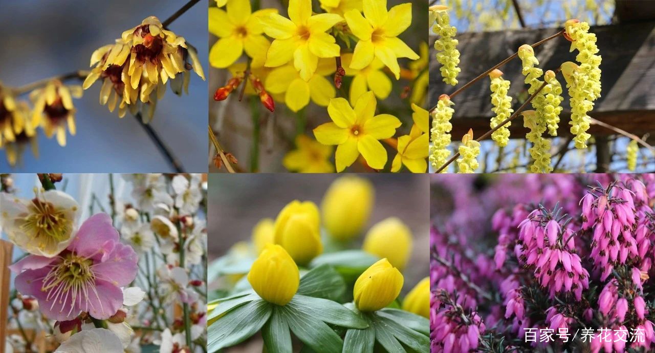 在寒冷的冬春时节灿烂开花的8种观赏花卉 可露养户外 打理简单 百科ta说