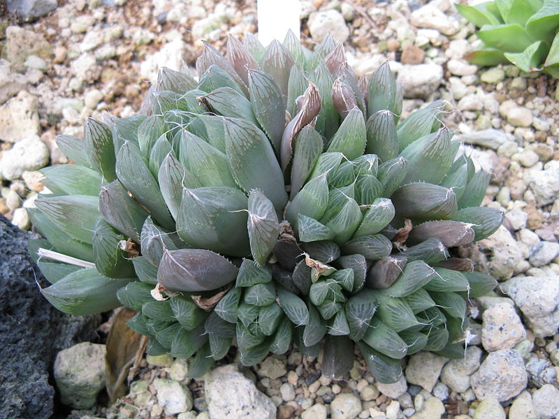  p>玉露(学名: i>haworthia /i>  i>cooperi /i> var.
