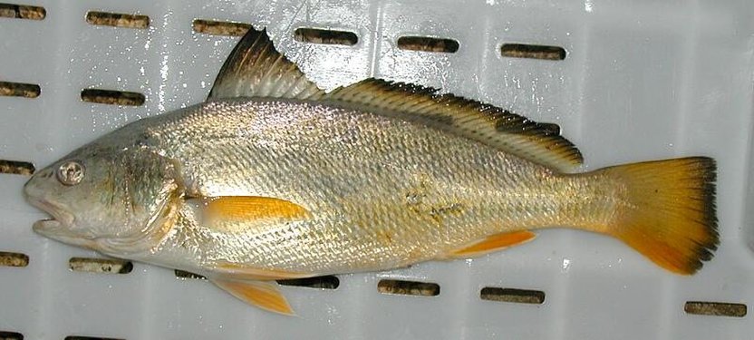  p>黄姑鱼(学名: i>nibea albiflora) /i>是石首鱼科,黄姑鱼属鱼类.