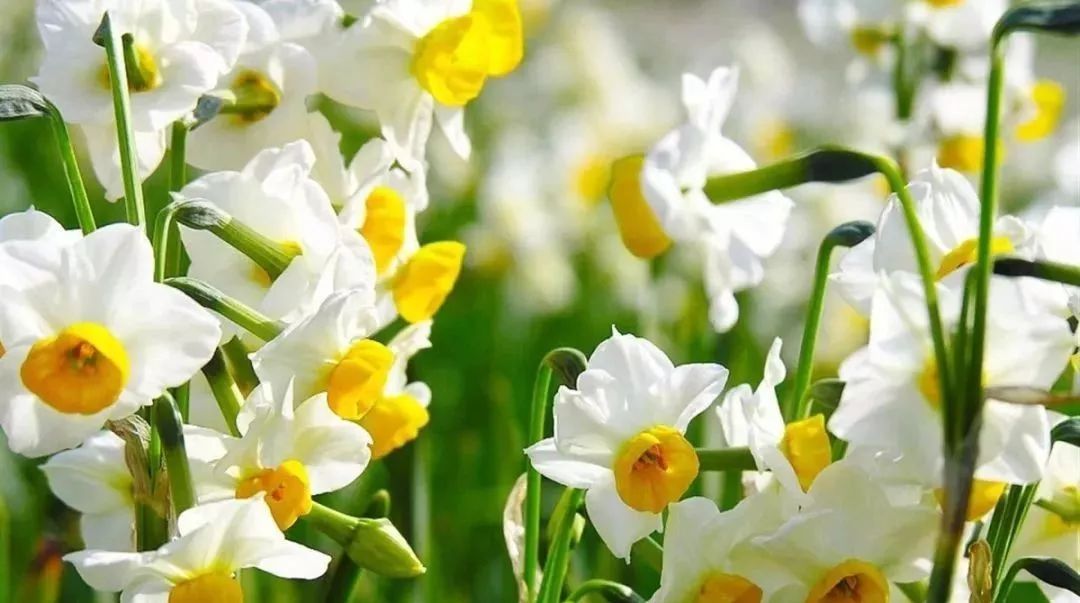 水仙竟然只开花不结果 原因在此 百科ta说