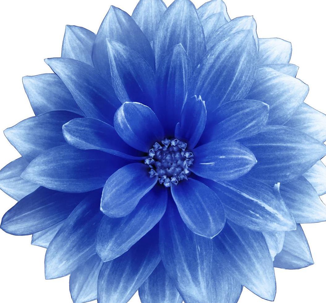 蓝色大丽花