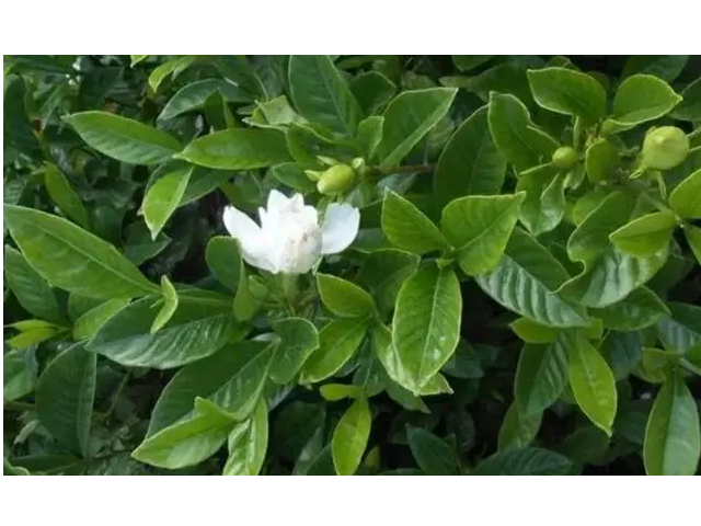 雀舌栀子