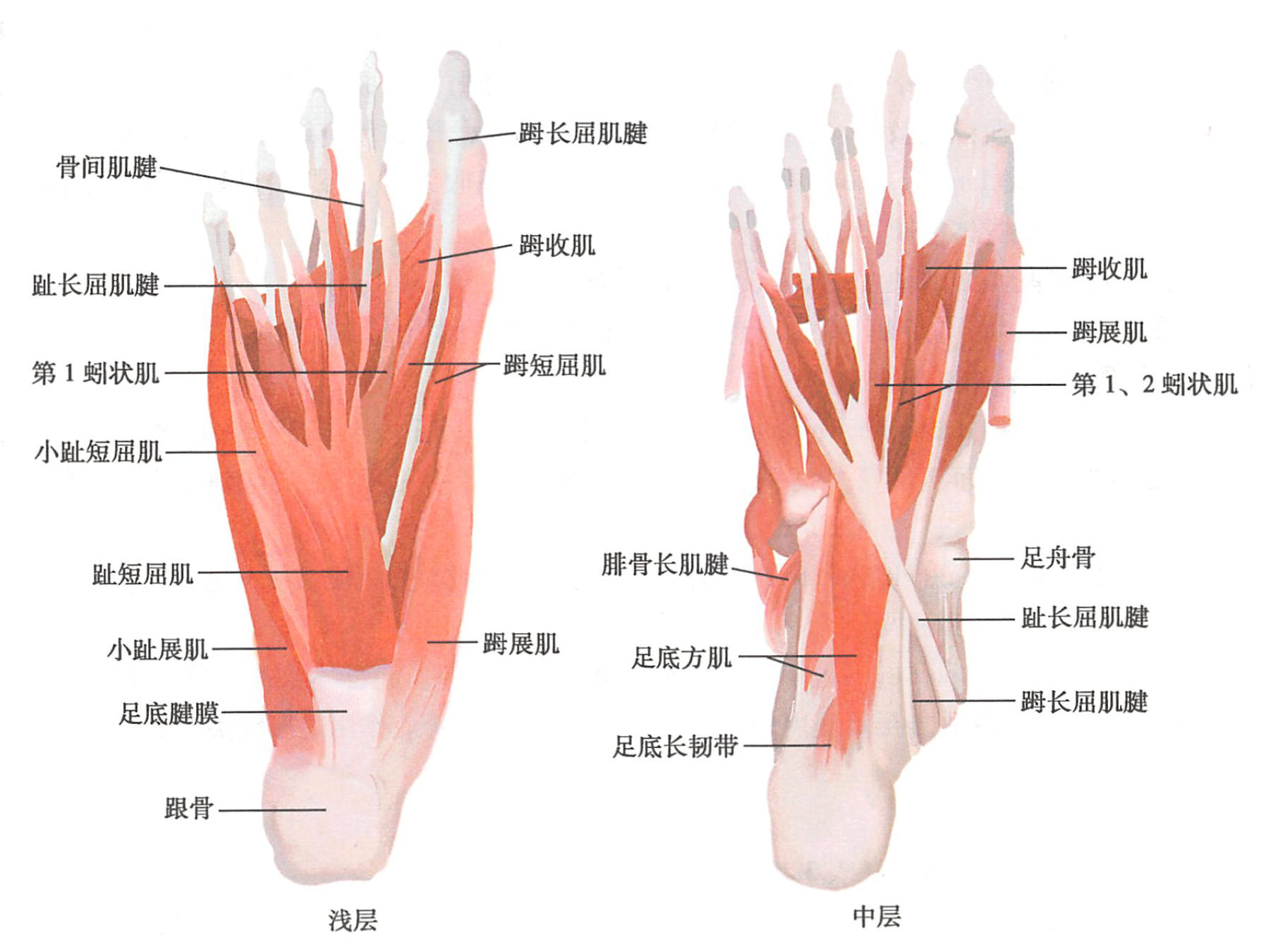  p data-id="gnwfu3c6w3">足,即人身体腿部底部的可活动物体,由五个