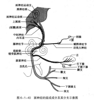 面神经_百度百科