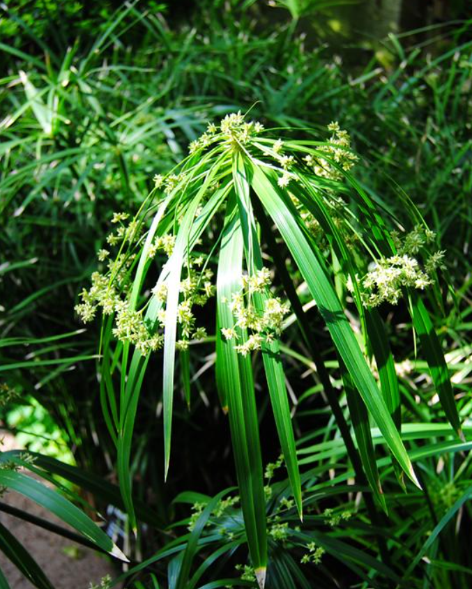  p>纸莎草(学名: i>cyperus papyrus /i> l.