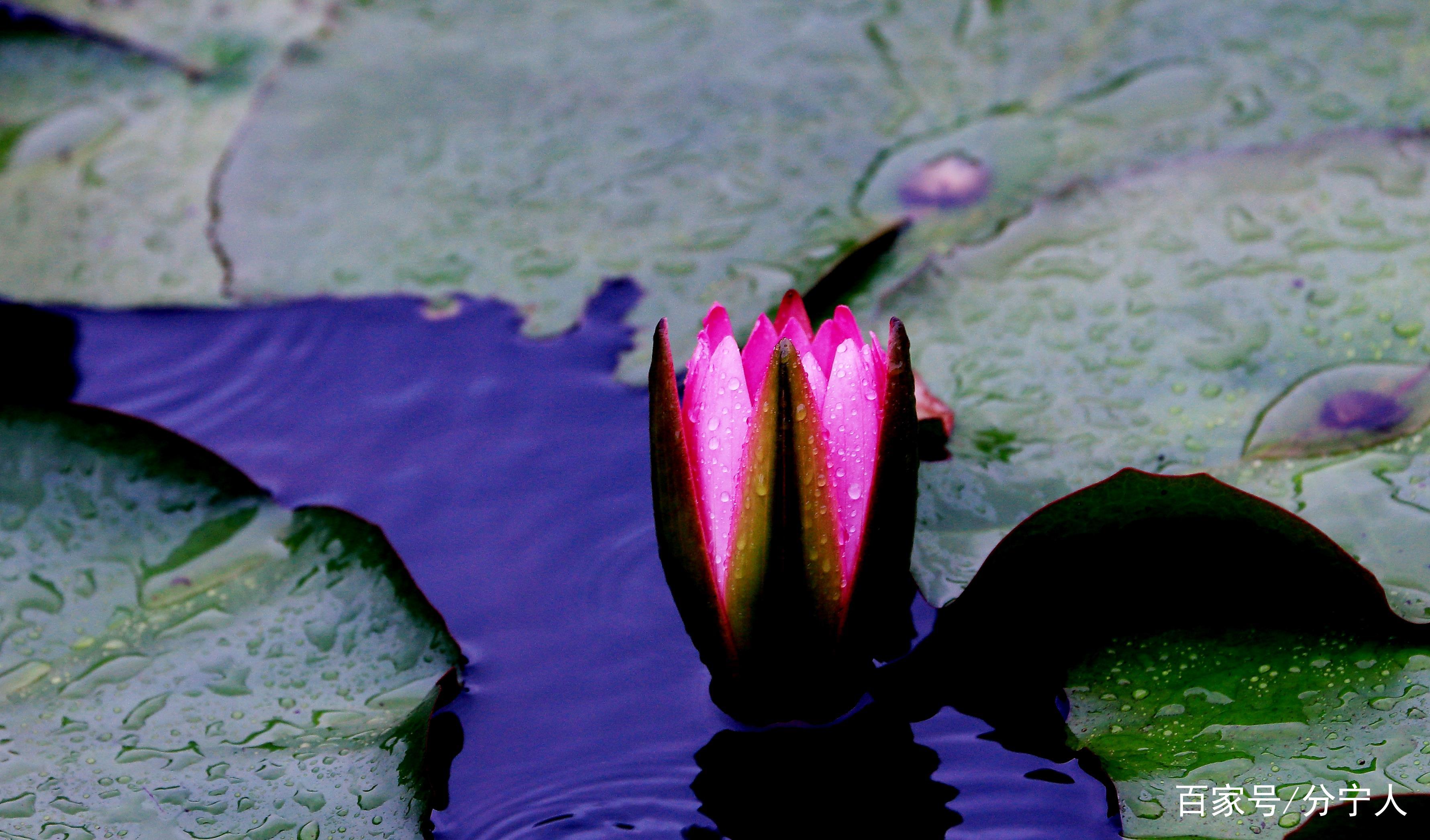 睡莲圣洁之美 超凡脱俗之花 百科ta说
