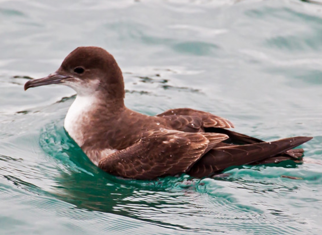  p>剪水鹱属(学名: i>puffinus /i>):是鹱形目,鹱科的一属海洋鸟类,共