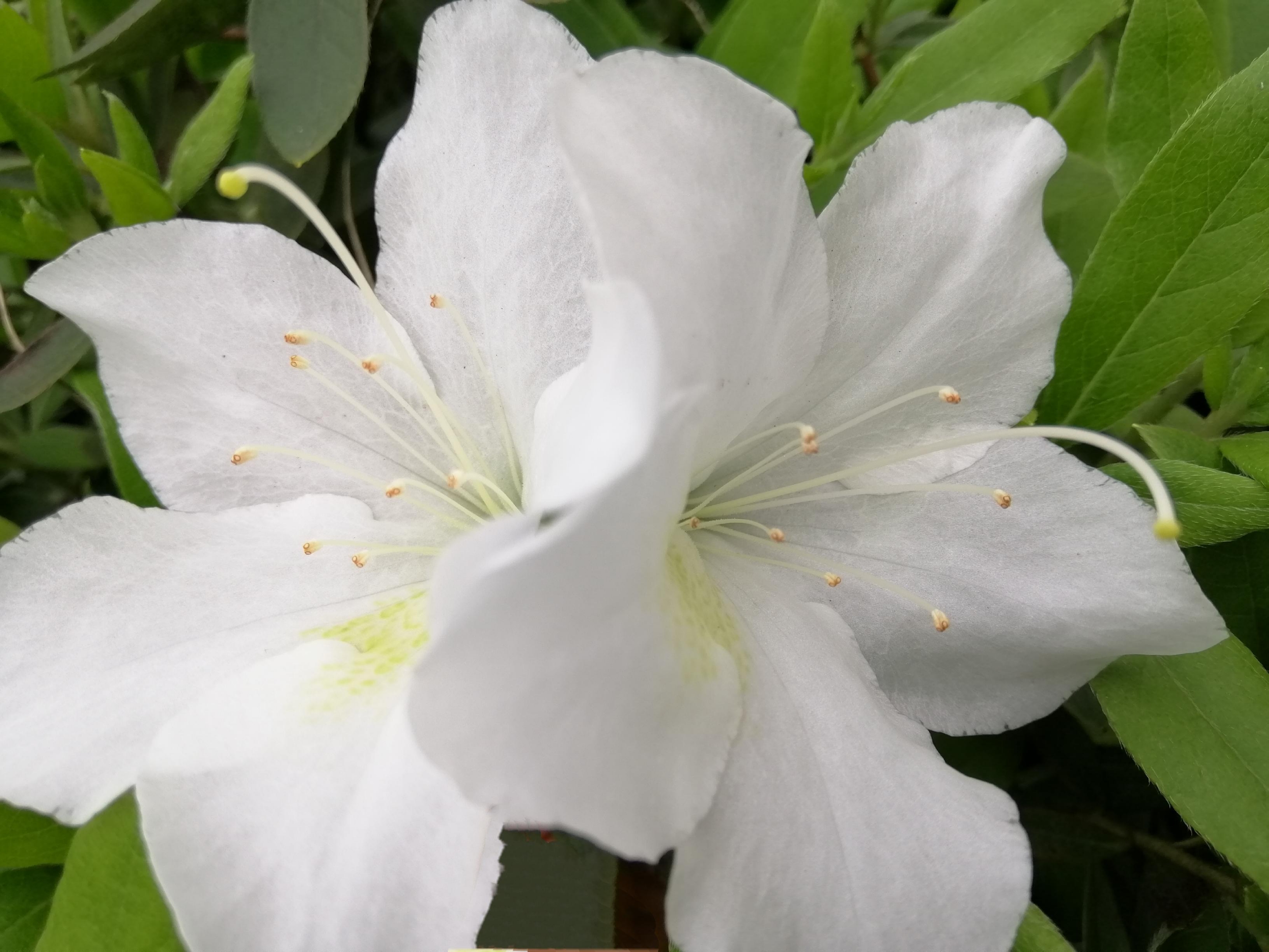  a target="_blank" href="/item/白花杜鹃