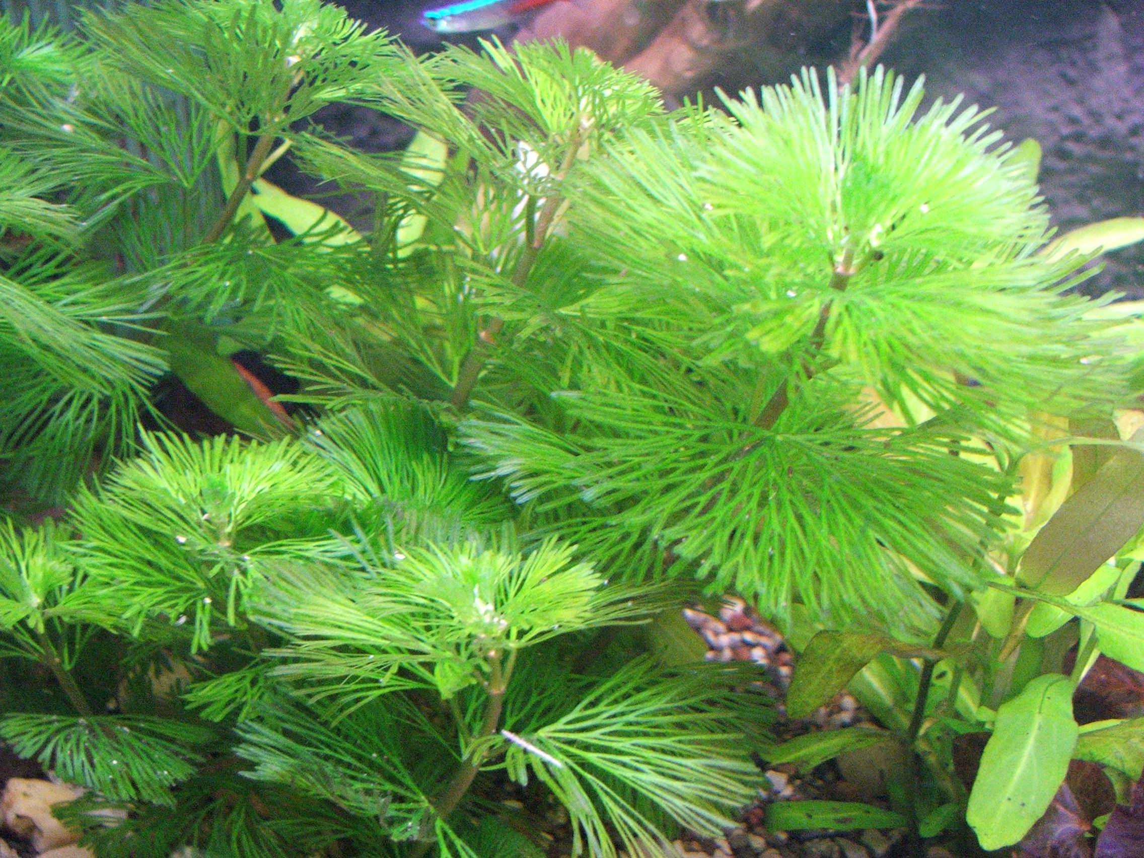 水盾草