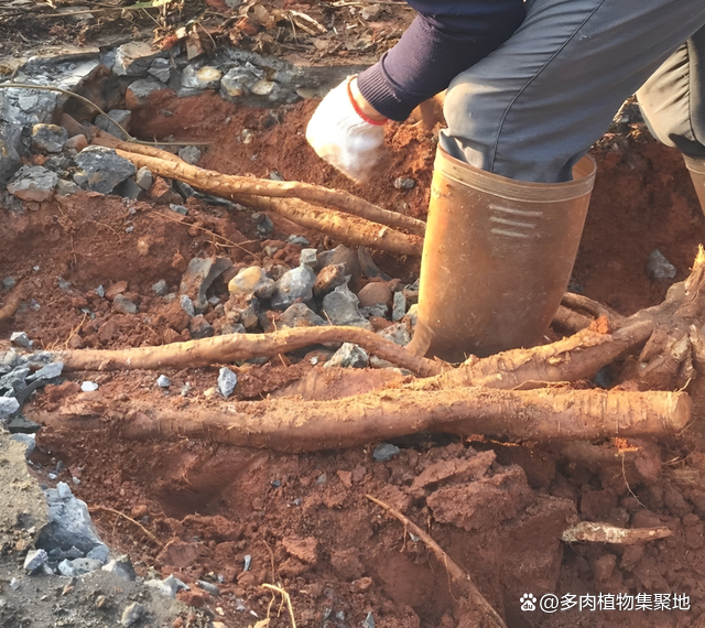 曾是“祸害”，如今全株都是宝，农民在冬季会采挖，见1棵挖1棵！_百科TA说
