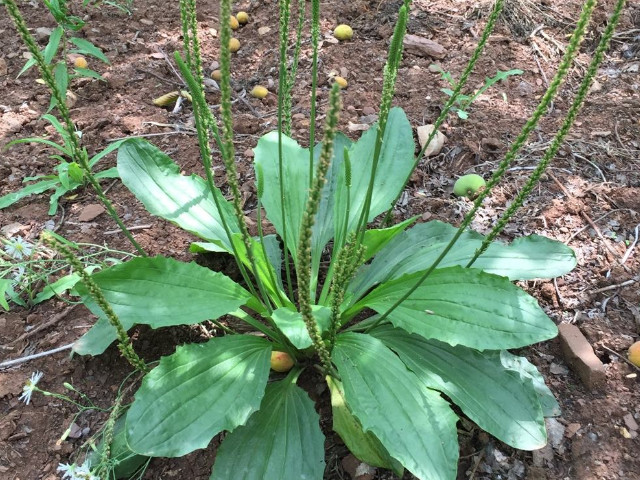 车前科车前属的多年生草本植物.