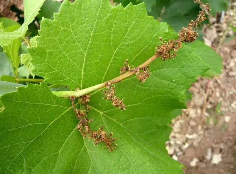 葡萄穗轴褐枯病