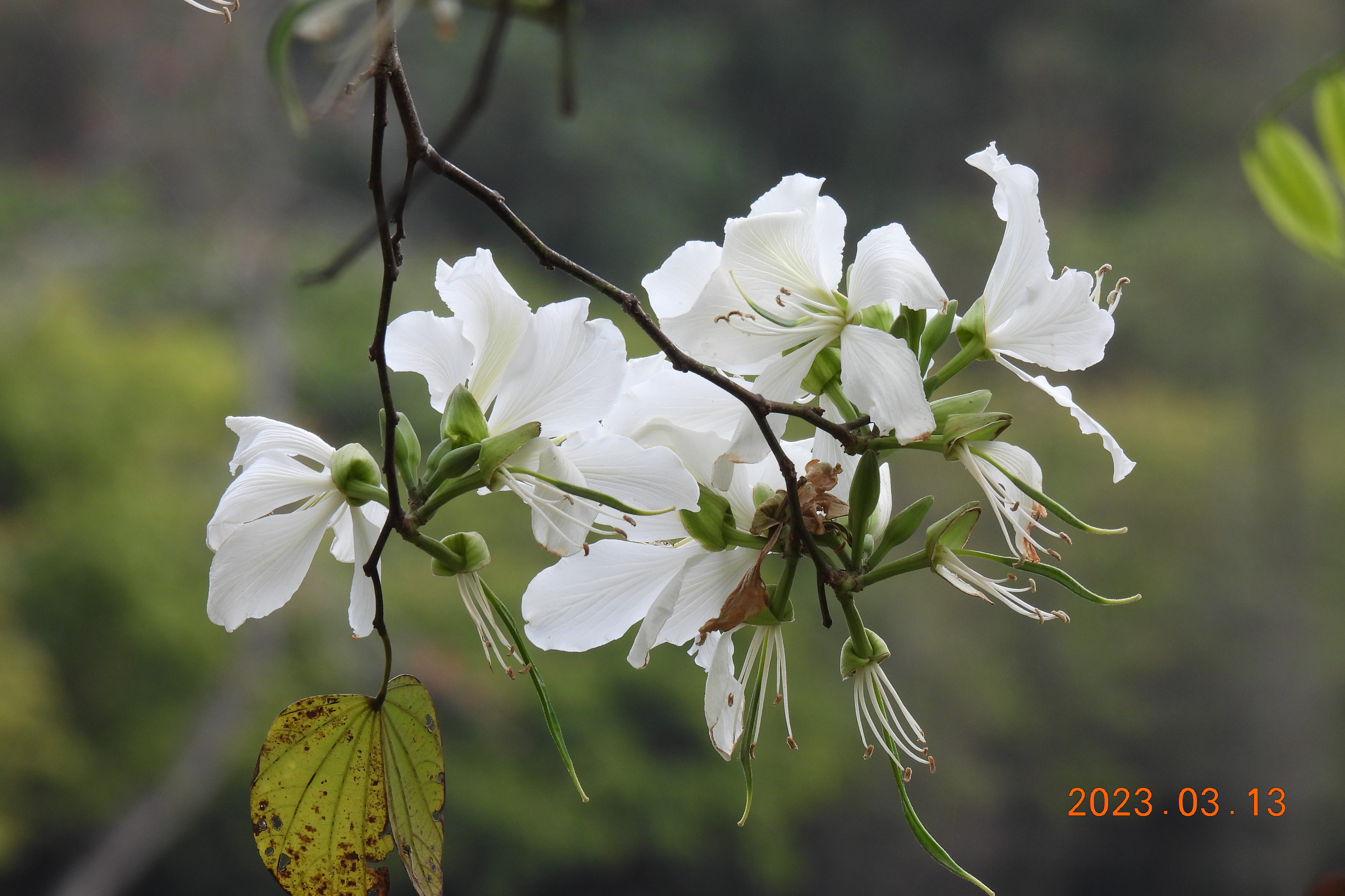 白花宫粉羊蹄甲
