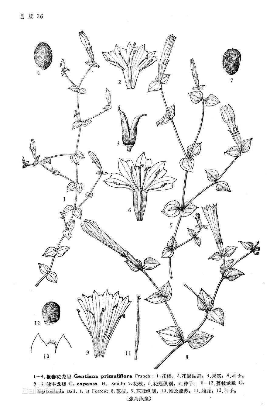  p>盐丰龙胆( a target="_blank" href="/item/学名/8074290" data