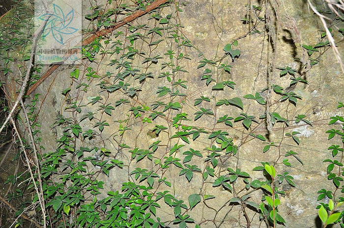  p>叉须崖爬藤是 a href="#">葡萄科 /a> a href="#">崖爬藤属 /a>的