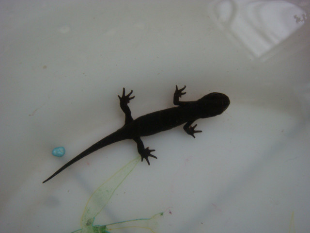  p>东方蝾螈(学名: i> i>cynops orientalis /i> /i>)是蝾螈科,蝾螈属