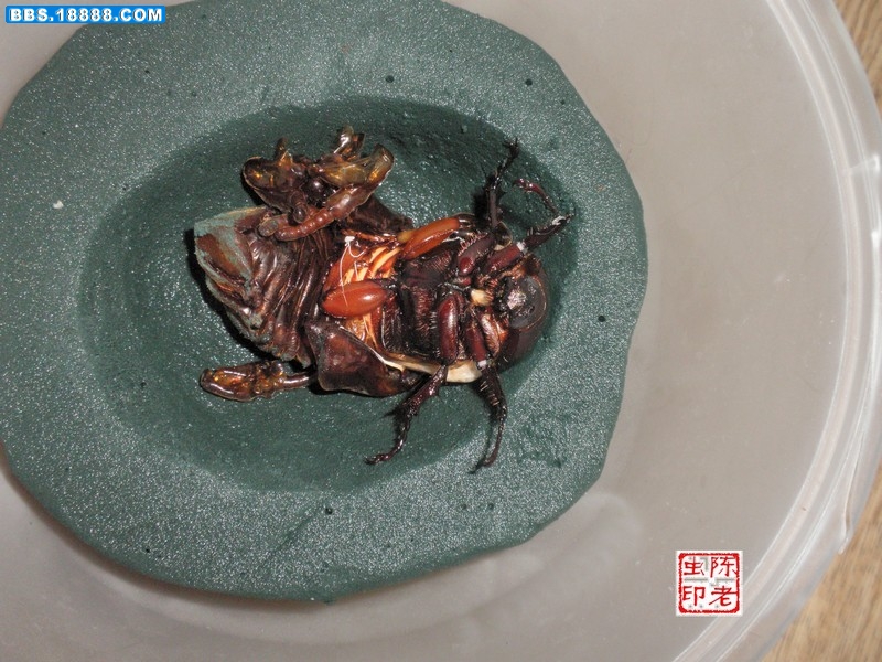  p>细角疣犀金龟所知共有五个亚种, 全部分布于中国云南广西到 a href