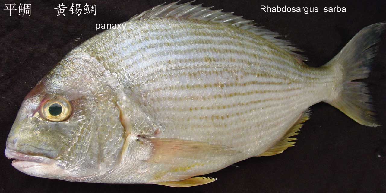  p>圆鳞发光鲷(学名:acropoma hanedai)为 a target="_blank" href="